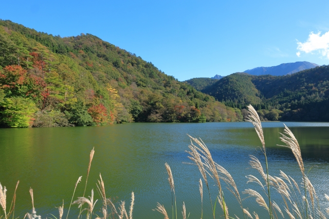 アオコ除去剤 おすすめ 池